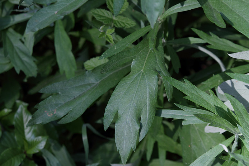 A closeup of the leaves of Artemisia douglasiana.