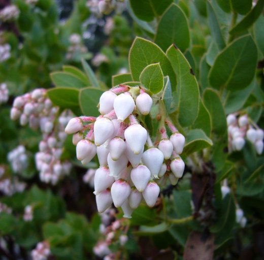 Manzanita in bloom. This species of Arctostaphylos has white/light pink colored flowers.